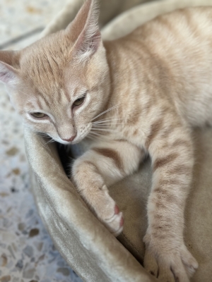 Robe tabby