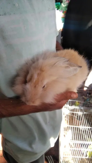 Des lapins nain angora