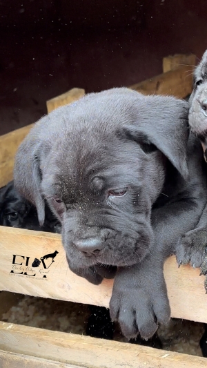 Chiots cane corso pedigree