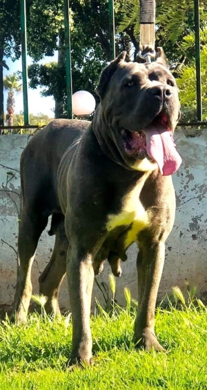 Femel cane corso top d top