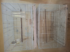Cage des perroquet