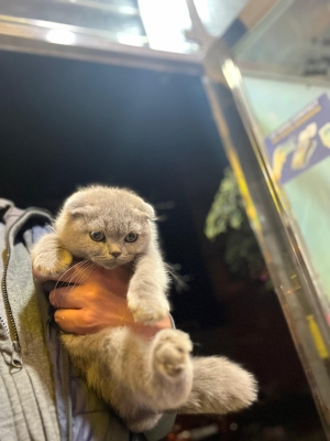 chaton de race Foldex,