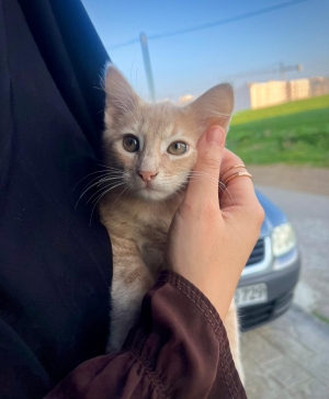 Chaton à adopter sur tanger