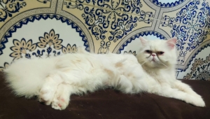 Persan