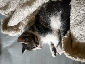 Chatons à adopter