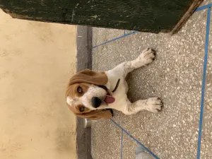 Male beagle