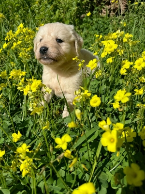 Chiot Golden Retriever femelle