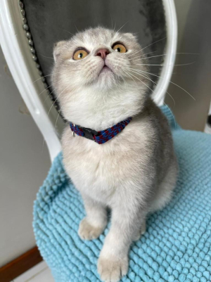 Sweet scottish fold pure race