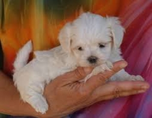 Bichon maltais