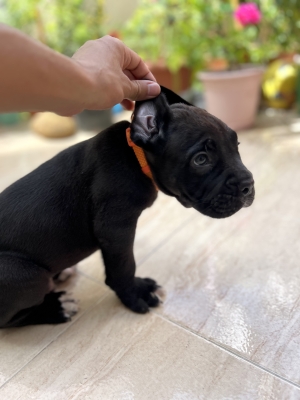 Cane corso