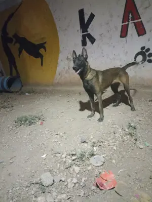 malinois charbonnier