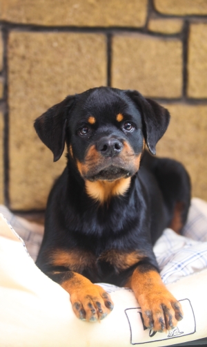 femelle rottweiler age 4 mois pedigree