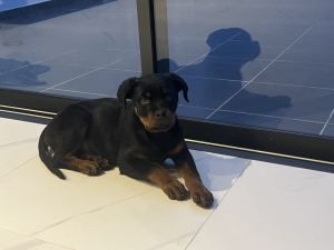 Rottweiler