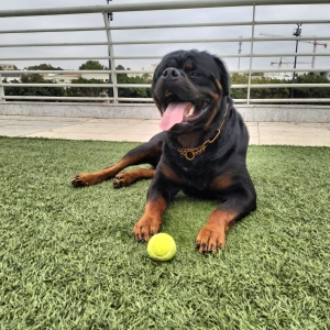 Rottweiler