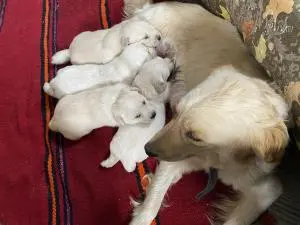 Chiots Golden Retriever Maroc