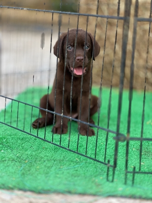 Labrador chocolate