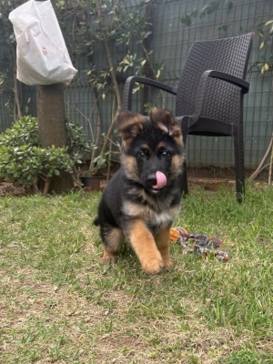Chiot male berger allemand pedigree