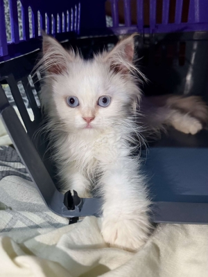 Chat avec cage