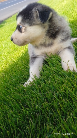 chiots husky