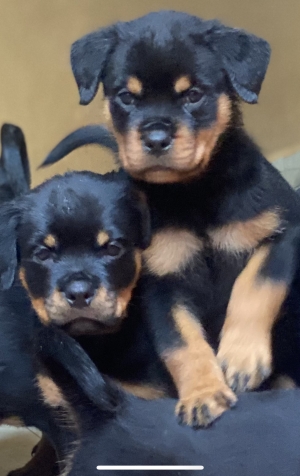 Rottweiler chiots pedigree