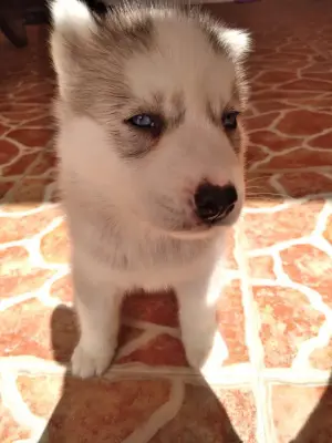 Chiot Husky