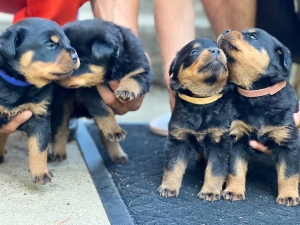 Chiots rottweiler