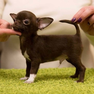 Chihuahua
