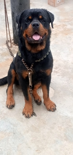 rottweiler