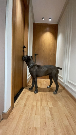 Canecorso