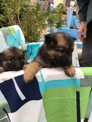 Chiot berger Allemand