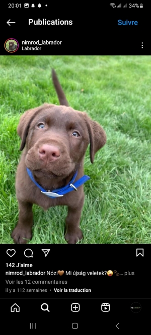 Labrador chocolat
