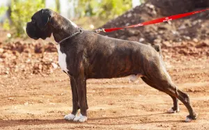 disponible boxer jeune femelle et deux male adulte pedigree