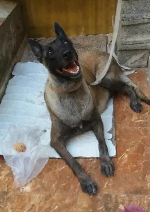 Malinois