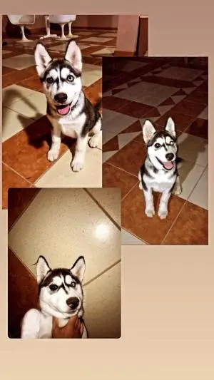 Husky 4 mois vaccine Gris