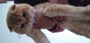 scottish fold gold