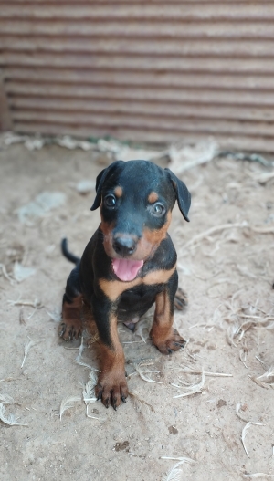 doberman