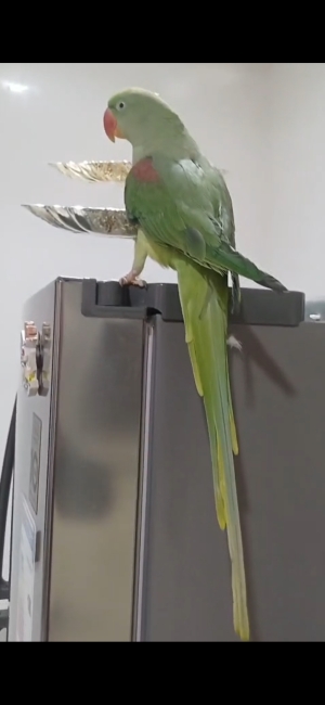 Grand Alexandre femelle