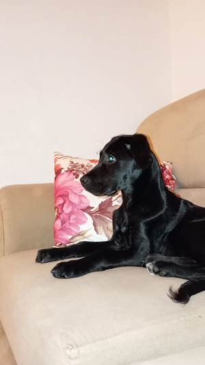 Female Labrador