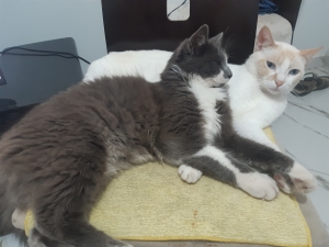 Deux chats inséparables cherchent maison