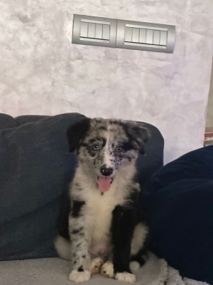 Border Collie Merle