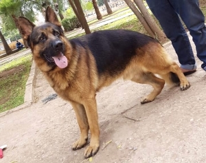 Male berger allemand pedigree