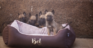 chiots malinois pure race