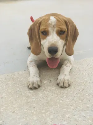 Beagle (male)