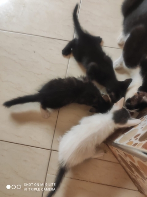 Donne 5 chatons