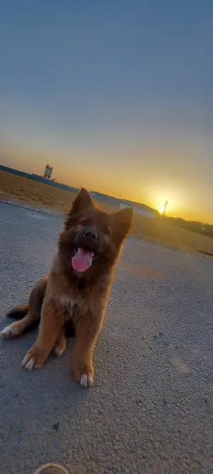 chiot Eurasier