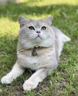 Chat British shorthair