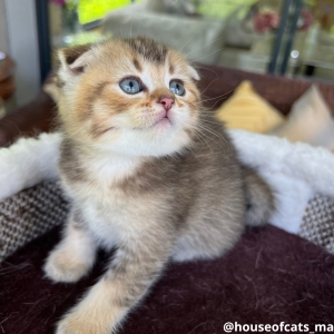 Scottish fold mâle