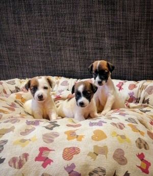 Jack Russell