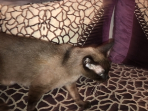 Siamois