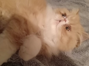 Chat persan male et femelle